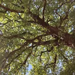 L'officina Di Leo - Casale Con Giardino Cagli