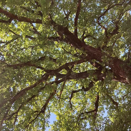 L'officina Di Leo - Casale Con Giardino 카글리