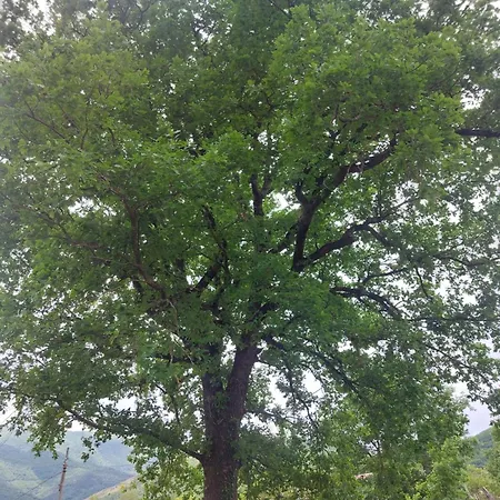 게스트하우스 L'officina Di Leo - Casale Con Giardino 카글리